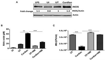 Corrigendum: Curdlan Limits Mycobacterium tuberculosis Survival Through STAT-1 Regulated Nitric Oxide Production